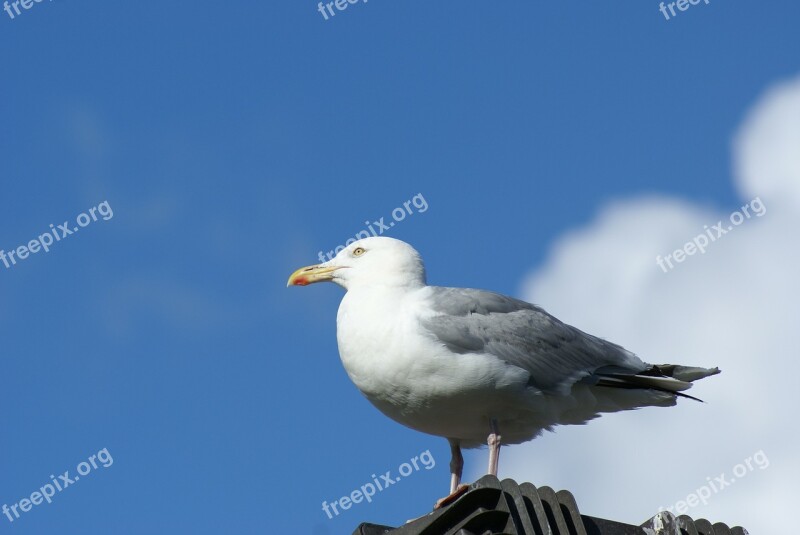 Seagull Sky Bird Free Photos