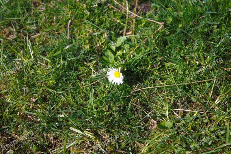 Daisy Flower Plant Nature Meadow