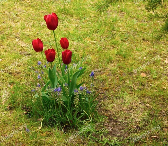 Tulip Tulips Spring Flower Nature