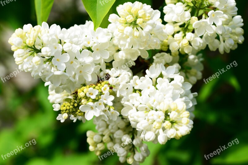 Syringa Vulgaris White Lilac Lilac Flower Buds