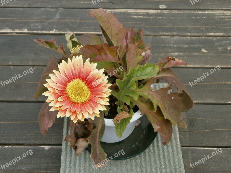 Gerbera Spring Flowers Potted Plants Free Photos