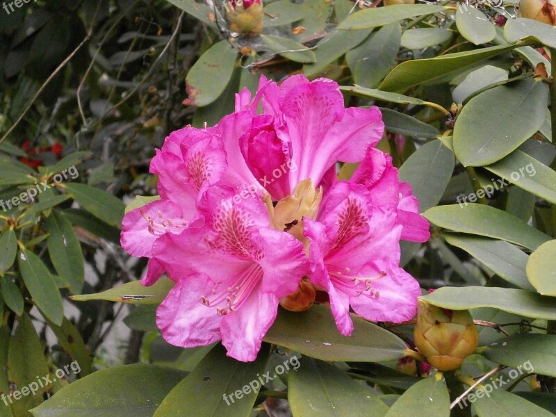 Rhododendron Rhododendrons Ericaceae Spring Flowers Pink