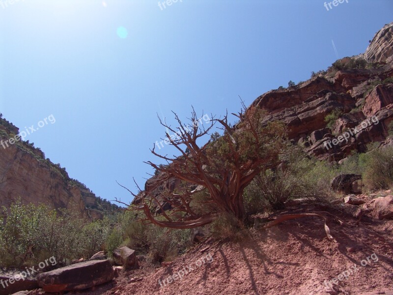 Grand Canyon Gorge Tree Arizona Usa