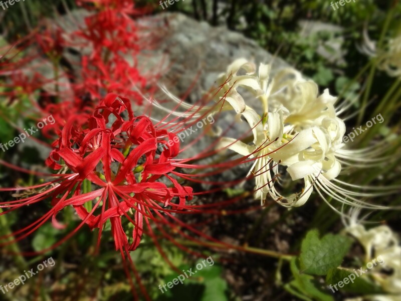 Flowers Amaryllis Plant Autumn Flowers Spider Lily Red