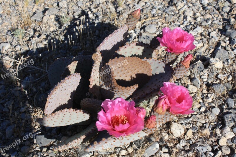 Desert Cactus Flower Nevada Nature