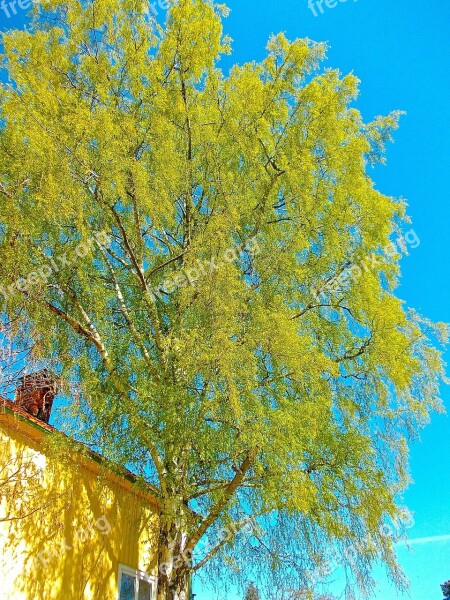 Birch Tree Blue Sky Hardwood Free Photos