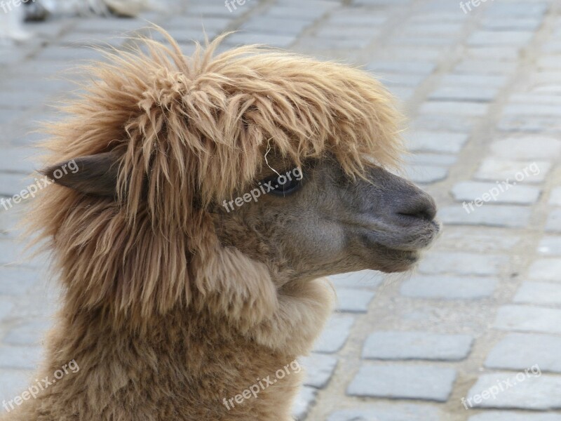 Llama Alpaca Head Portrait Camel