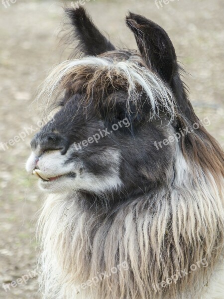 Llama Alpaca Head Portrait Camel