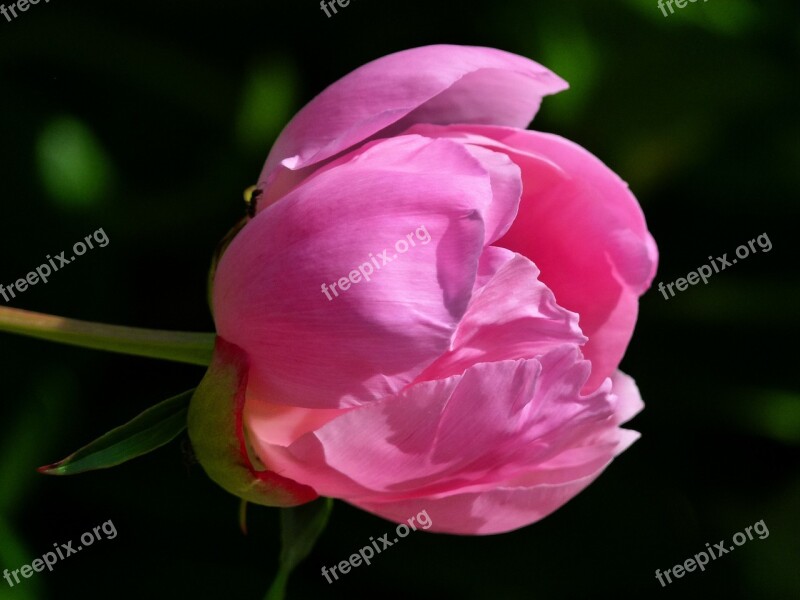 Rhododendron Abloom Blooming Flower Pink