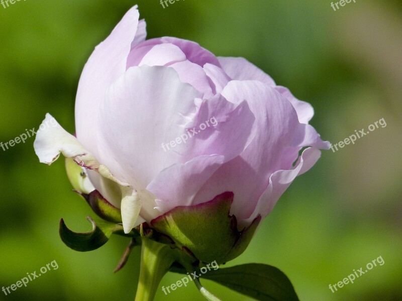 Rhododendron Abloom Blooming Flower Pink