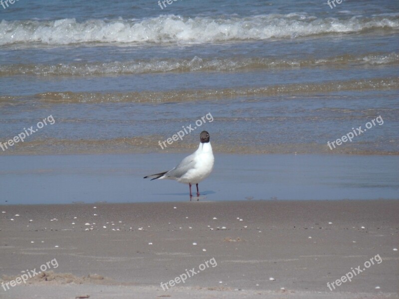 Seagull Beach Wave Water Sea