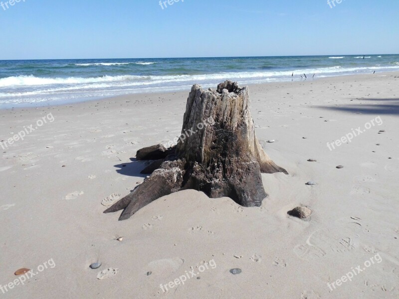 Tree Stump Water Beach Free Photos