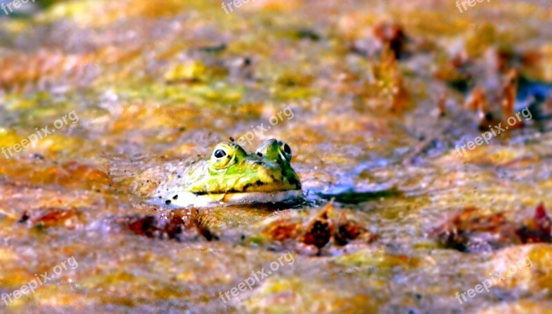 Frog Toad Amphibian Green Animal