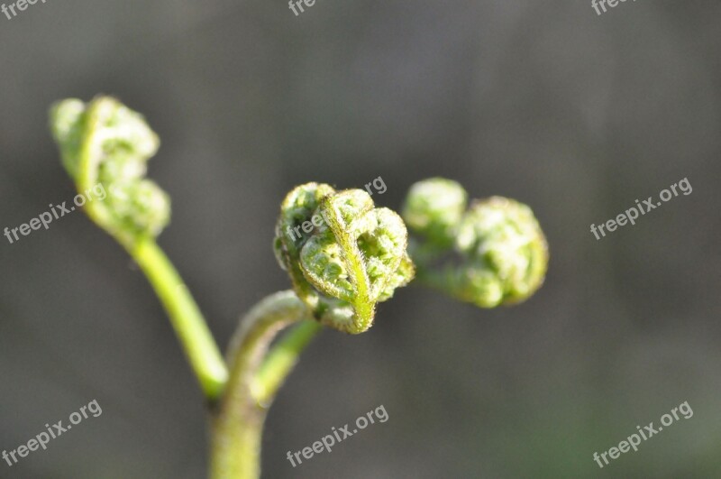 Fern Foliage Green Plant Free Photos