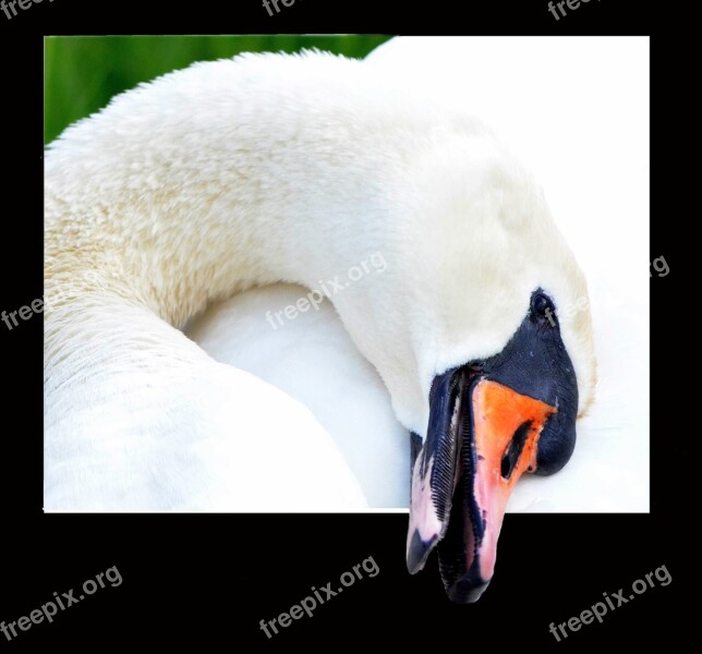 Swan Close Up Portrait Animal Portrait Animal World