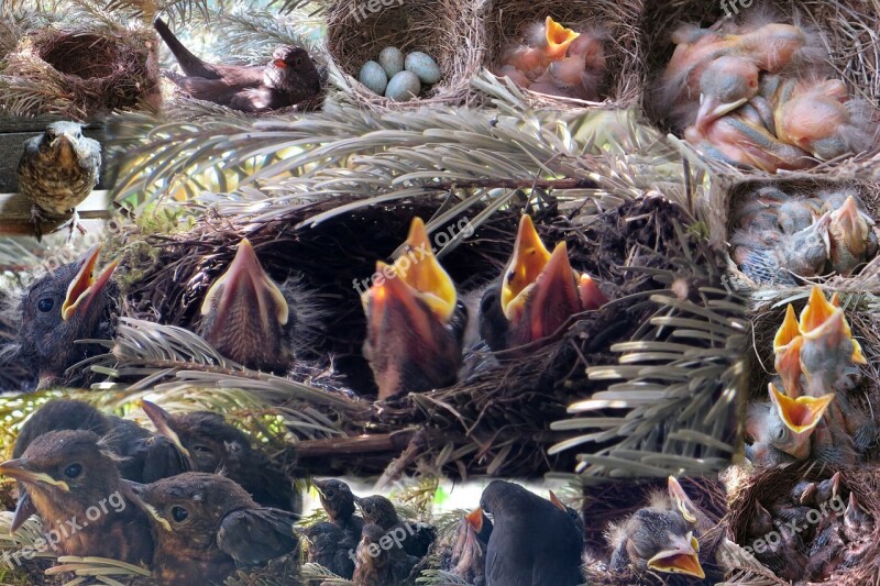 Nest Bird's Nest Young Birds Chicken Blackbird Nest