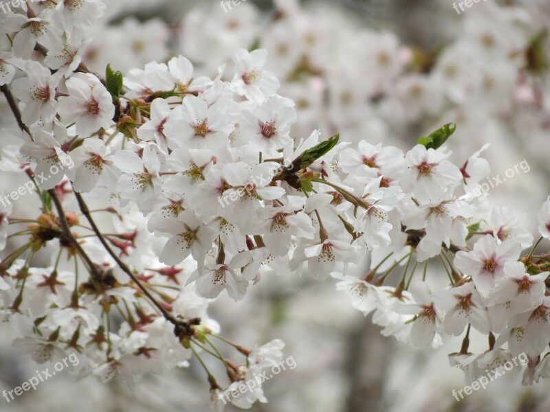 Cherry Flowers Spring Flowers Free Photos