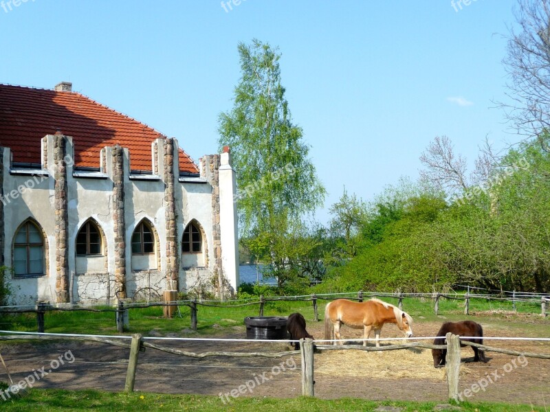 Paddock Peacock Island Berlin Havel Free Photos