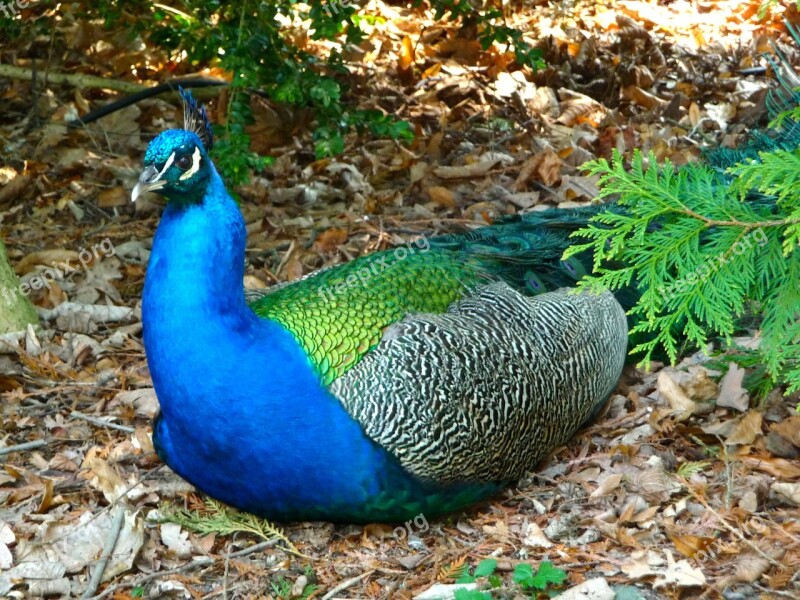 Peacock Bird Peacock Island Berlin Havel