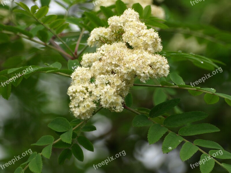 Bird Berry Blossom Blossom Bloom Rowan Spring