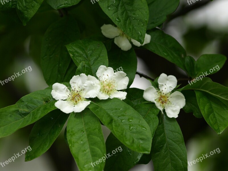 Mispelblüte Mispelstrauch Blossom Bloom Medlar