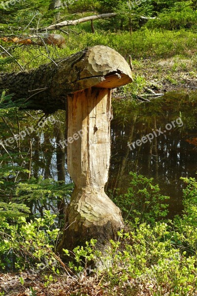 Beaver Beaver Damage Beaver Tree Beaver Eating Rodents