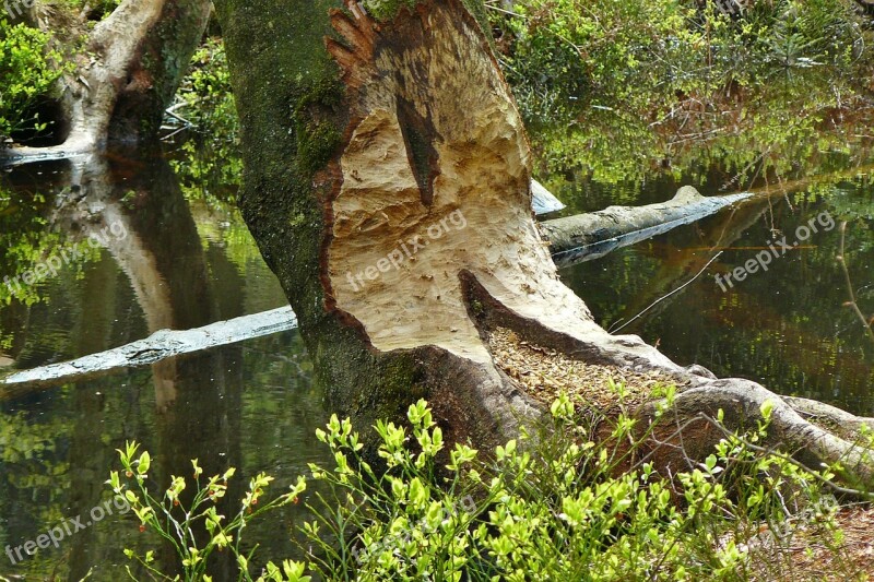 Beaver Beaver Damage Beaver Tree Beaver Eating Nager