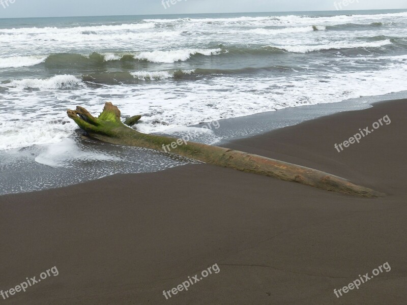 Drift Wood Beach Sand Sea Water