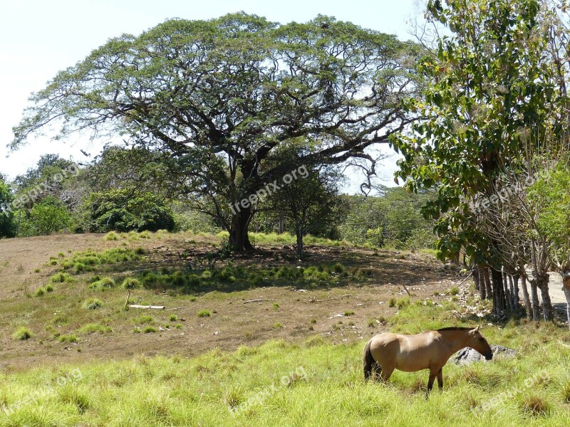 Horse Meadow Pasture Tree Branches