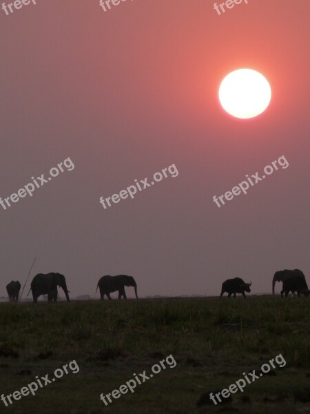 Africa Botswana Elephant Sunset Chobe