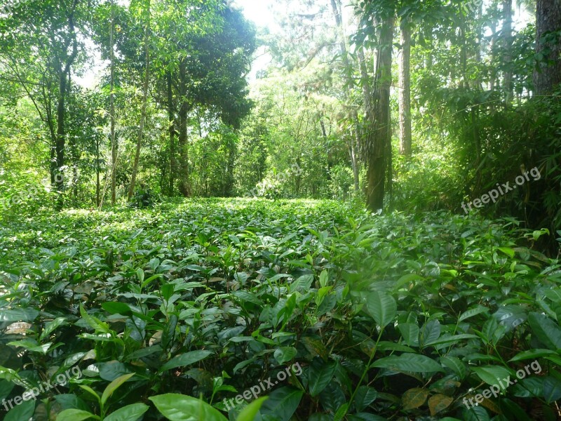 Jungle Nature Tea Ceylon Rainforest