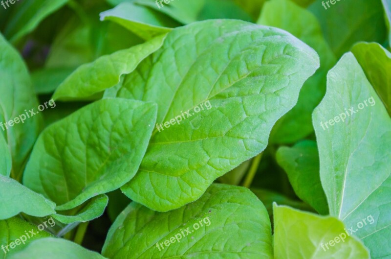 Tomato Plants Leaves Plant Seedlings Of Tomatoes Garden