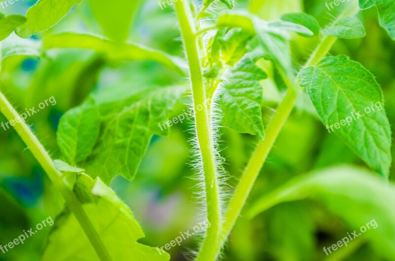 Tomato Plants Leaves Plant Seedlings Of Tomatoes Garden