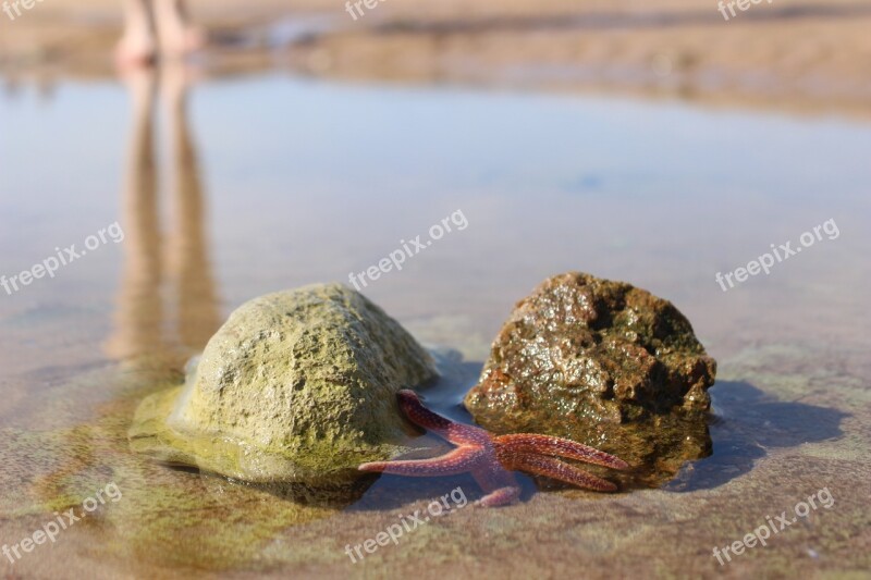 Sea Star Sea Sand Beach Water