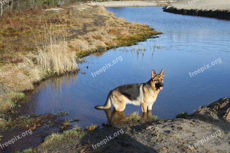 German Shepherd Spring Dog Free Photos