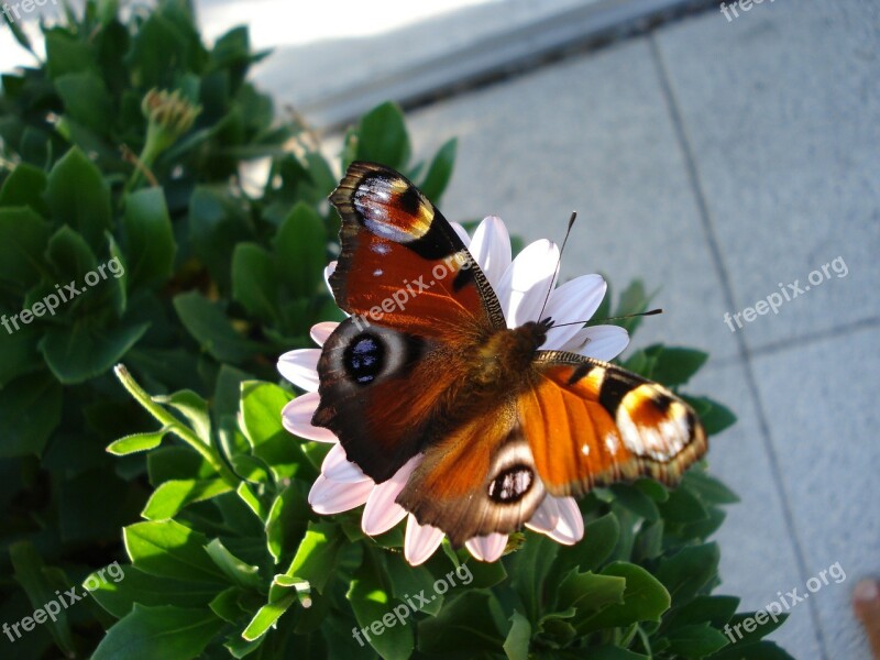 Peacock Butterfly Insect Free Photos