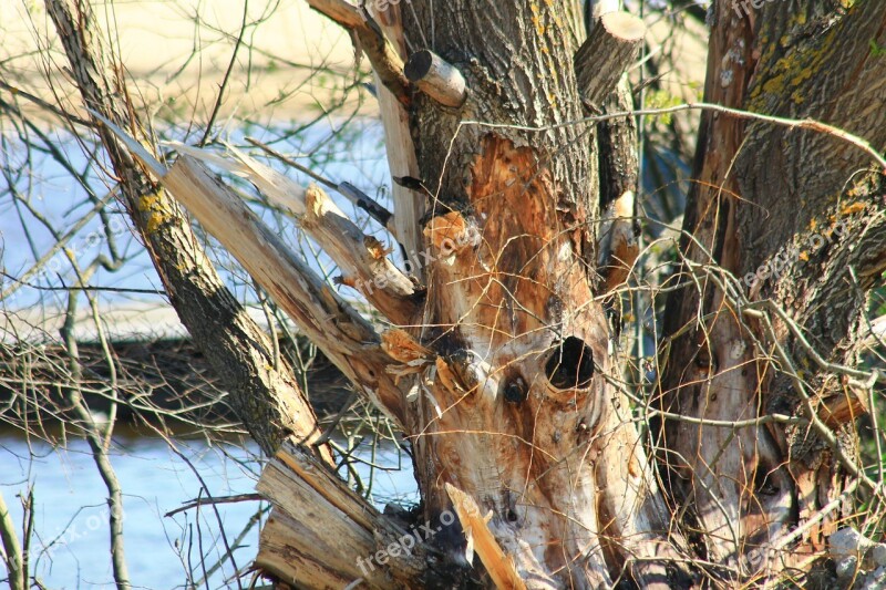 Chernobyl Tree Old Old Tree Free Photos