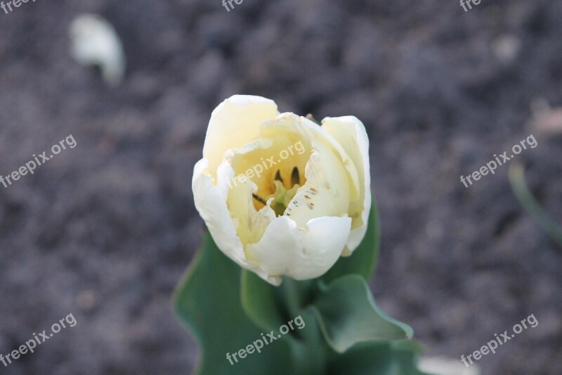 Flower Champagne Nature Beautiful Beautiful Flower