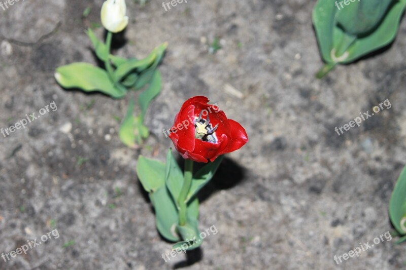 Red Tulip Bright Spring Nature