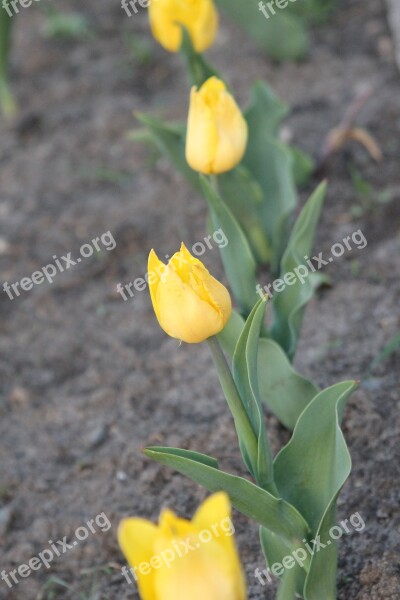 Spring Flower Tulips Spring Flowers Yellow