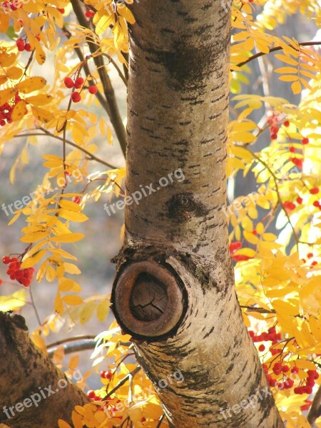 Birch Autumn Tree Season Fall Colors