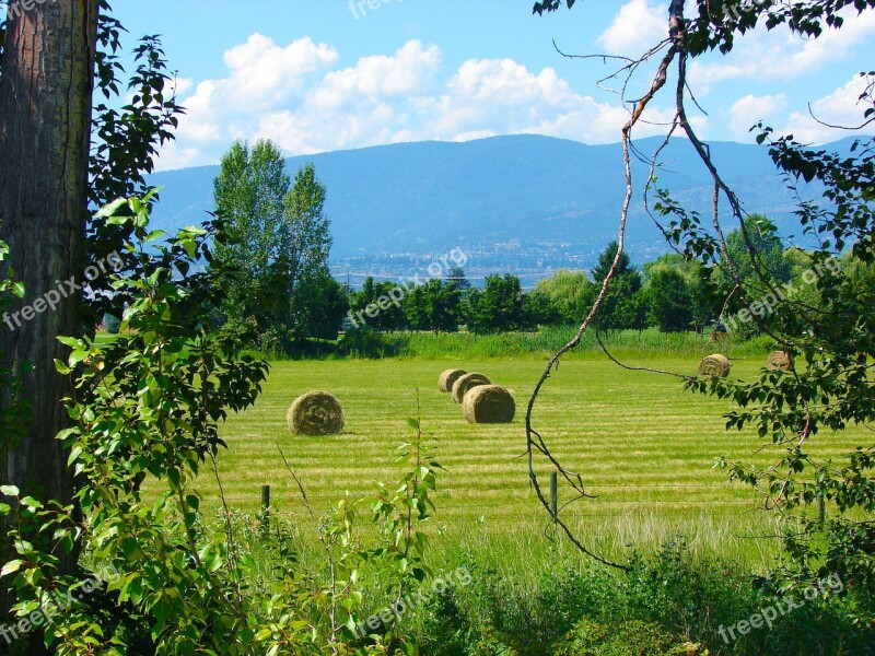 Field Hay Landscape Rural Country