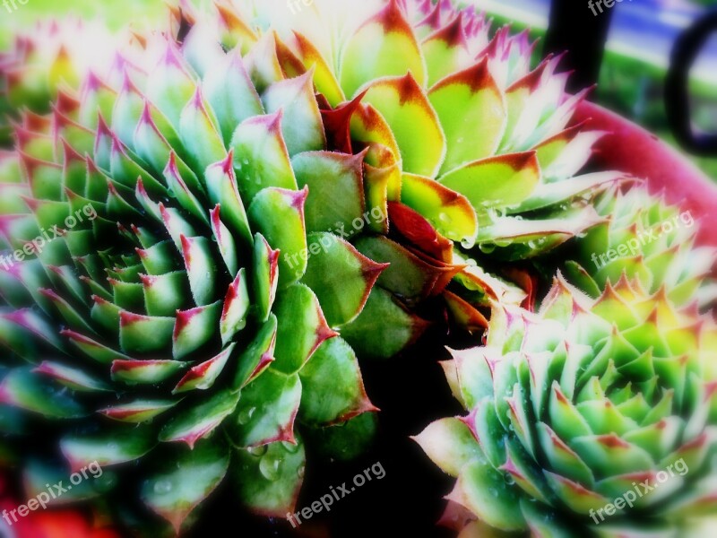 Plant Succulent Fat Succulent Plant Leaves