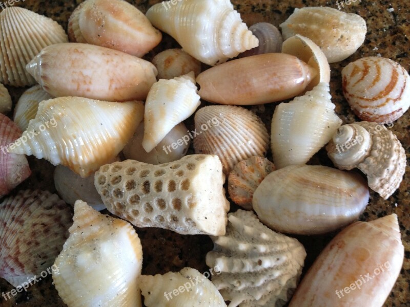 Shell Sea Shells Sea Shells Beach