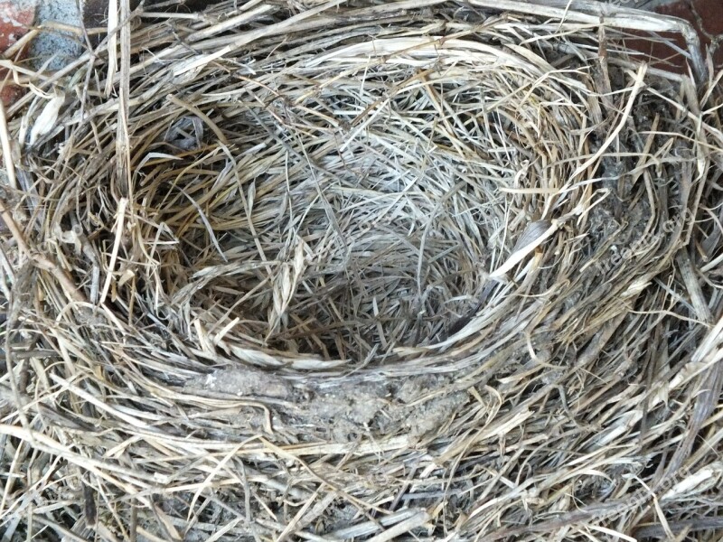 Robin's Nest Nest Empty Empty Nest Bird