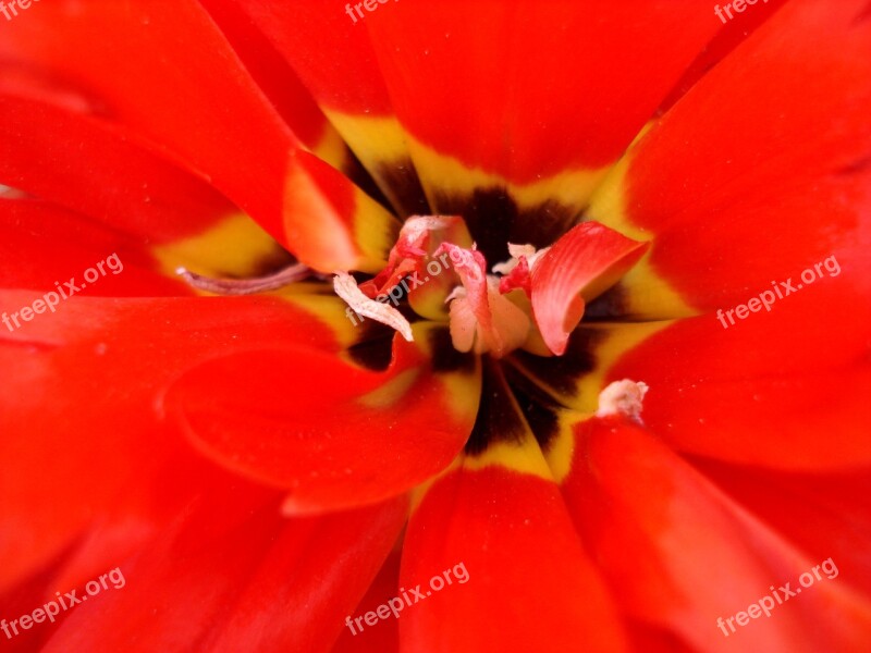 Tulip Flowers Tulips Red Tulips Red Flowers