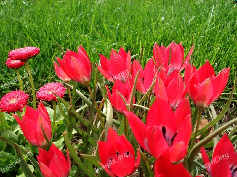 Tulip Spring Flowers Tulips Pink Tulips