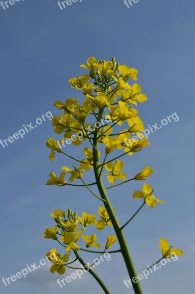 Oilseed Rape Rape Blossom Yellow Free Photos