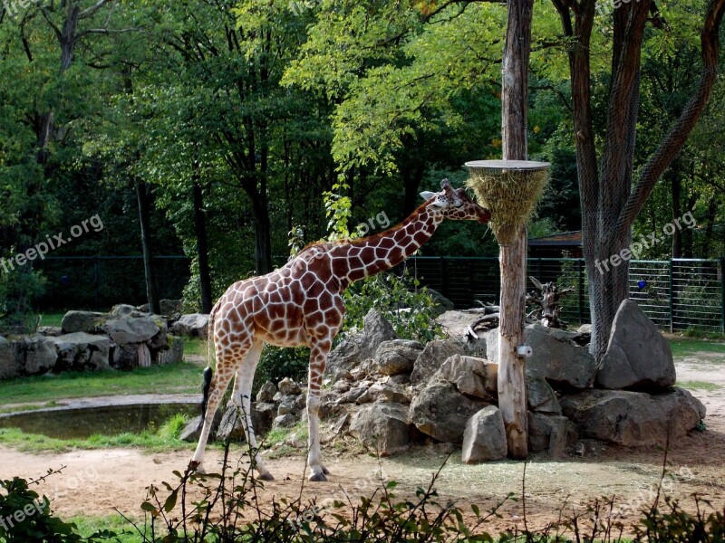 Giraffe Tiergarten Paarhufer Zoo Mammal