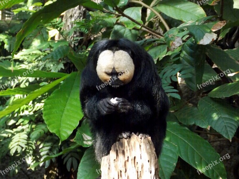 Weisskopfsaki Weissgesichtsaki Blasskopfsaki Monkey Monkey Art